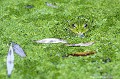 <br><br>Nom anglais : Edidle Frog
<br>Les têtards issus des pontes tardives des Grenouilles vertes pourront passer l'hiver et se métamorphoser lors de l'été suivant, ils atteindront alors une taille considérable pouvant aller jusqu'à 10-12 cm contre 5-8 pour les têtards se métamorphosant l'année de leur naissance. Le mâle atteindra sa maturité sexuelle à l'âge de 2 ans, alors qu'il faudra trois ans pour la femelle.
<br><br>Photo réalisée en France, dans l'Allier (Auvergne)
<br><br> Grenouille verte
Rana esculenta
Edidle Frog
Allier
Auvergne
tétards
métamorphoser
mâle
femelle
maturité sexuelle 